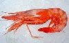 Gamba Roja