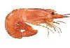 Langostino