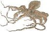 Pulpo